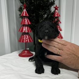 Yellow - Black female Poodle puppy in Hamilton, Ohio from Grandview Farm