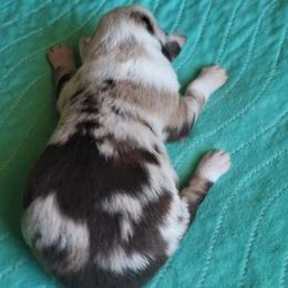 Murphy - Red merle male Miniature Australian Shepherd puppy in Copperas Cove, Texas from Aussies Acre