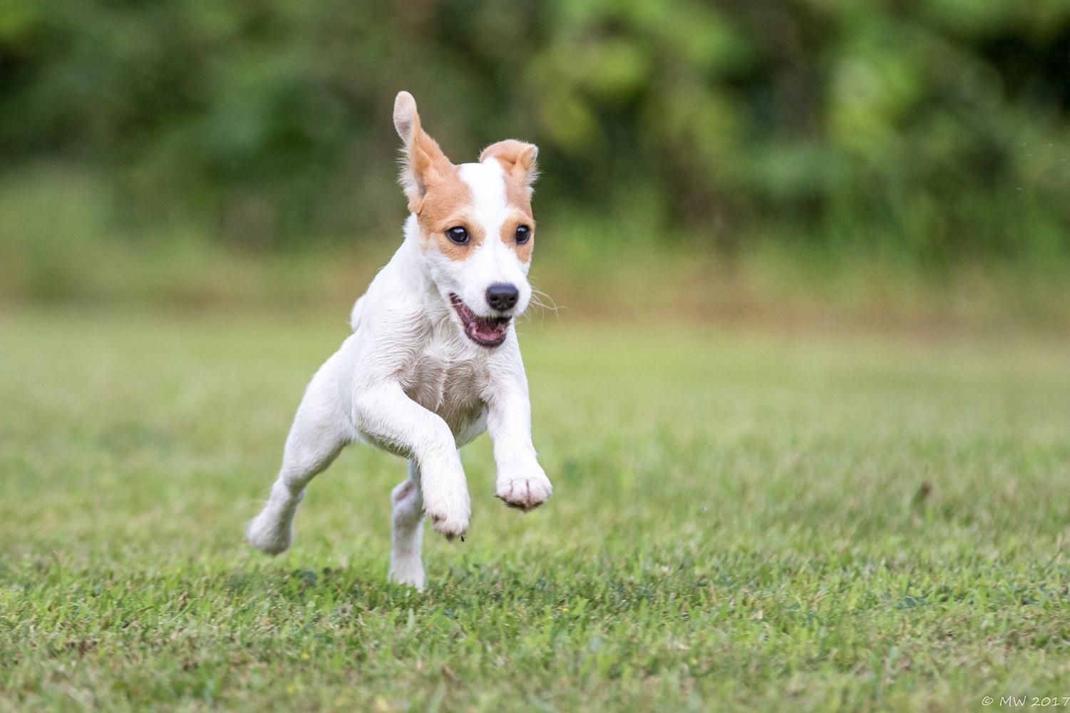 Um filhote de Jack Russell Terrier salta durante o tempo de brincadeira