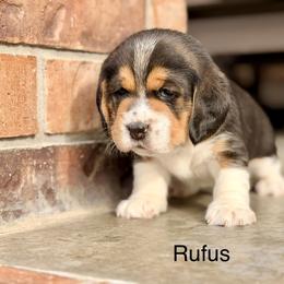Rufus - Black tan and white male Beagle puppy in Mansfield, Missouri from Rippee Creek Kennel