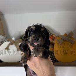 Dachshund Puppies from Teenie Bikini Weenies