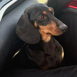 Izzy - Dachshund