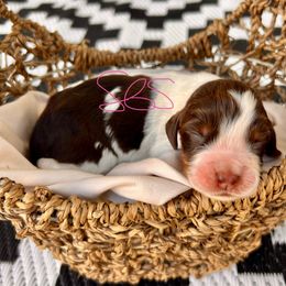 Lolli - Liver white and roan female English Springer Spaniel puppy in Swainsboro, Georgia from Sweet Georgia Springers