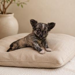 Tiger boy 1 - Chocolate brindled fawn male Chihuahua puppy in Miami, Florida from Natalias Tiny Puppies