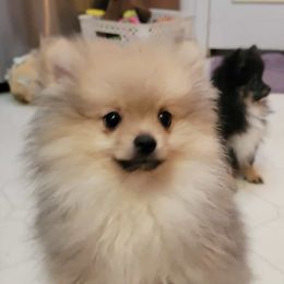 Boy 1 - Cream sable male Pomeranian puppy in Kettle Falls, Washington from Smallstar Puppys