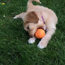 Australian Labradoodle Puppies from Victoria Creek Australian Labradoodles
