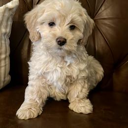 Bernedoodle Puppies from Pleasant Creek Minibernedoodles