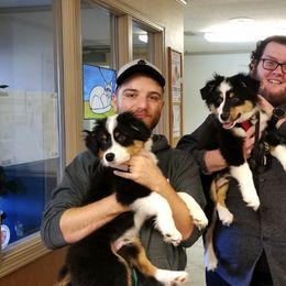 Australian Shepherd Puppies from Rockin' Aussies