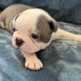 Fraser - Blue male Boston Terrier puppy in Red Bluff, California from Sugar Baby Bostons