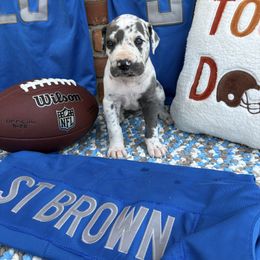 Great Dane Puppies from Green’s Great Danes