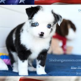 Rimac - Blue merle male Miniature Australian Shepherd puppy in Ellsinore, Missouri from Shebang Aussies