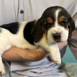 Basset Hound Puppies from Liberty Bassets