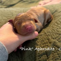 Aphrodite - Dark golden female Golden Retriever puppy in Weston, Missouri from Love is Golden