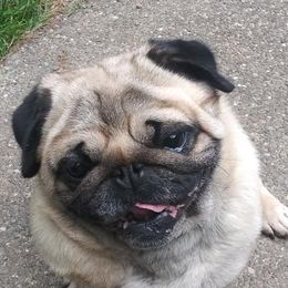 Pugs from Jaber's Pugs