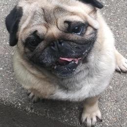 Pugs from Jaber's Pugs