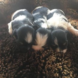 Biewer Terrier Puppies from Stoll'n Kisses Biewers