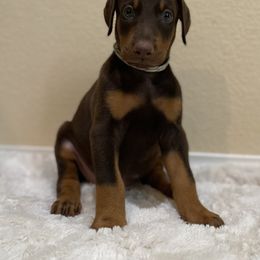 Doberman Pinscher Puppies from Obsidian Kennels