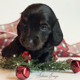 Parker - Black and tan male Dachshund puppy in Clever, Missouri from Autumn Breeze Dachshunds