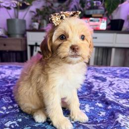 Sweet Cream - with training - Cream female Cockapoo puppy in Boonville, North Carolina from Doods & Dolls