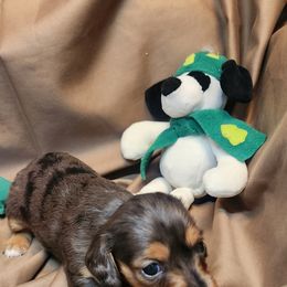 Dapple girl 1 - Dapple female Dachshund puppy in West Plains, Missouri from Spring Creek Dachshunds