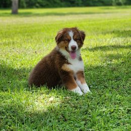 Australian Shepherd Puppies from Out of the Blue Aussies