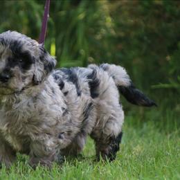 Goldendoodle puppies from Husky Hill Kennel