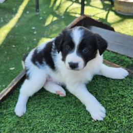 Marble - Blue merle male Border Collie puppy in Morgan, Texas from Shooting Star Ranch