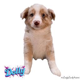 1st Pick of The Final 2 Red or Blue Merle Female - Red merle female Australian Shepherd puppy in Gainesville, Texas from Lady Luck Aussies