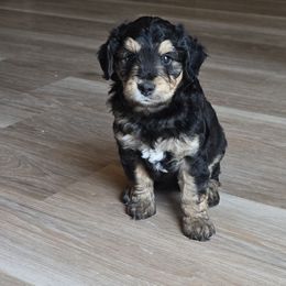 Nova female 5 - Black phantom female Aussiedoodle puppy in Redding, California from House Merrills Minis and Doodles