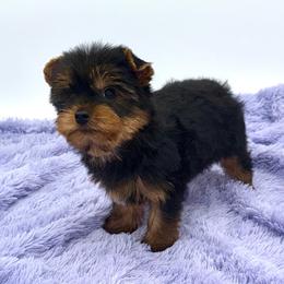 Winnie - Black and tan female Yorkshire Terrier puppy in Sandy Hook, Kentucky from The Royal Yorkie Den LLC