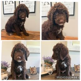 Chocolate Abstract Boy - Chocolate male Goldendoodle puppy in Lancaster, South Carolina from Silver Hill Farm SC
