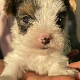 Yorkshire Terriers from Robinson's Yorkies