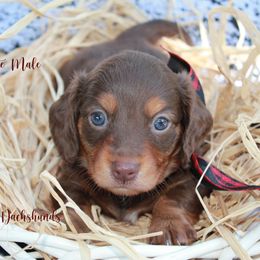 Dachshund Puppies from Linda B’s Dachshunds
