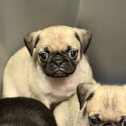 Blue pug - Fawn male Pug puppy in Ludowici, Georgia from Royal Destiny Kennels