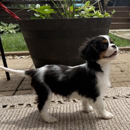 AKC Boy 3 - Tri-color male Cavalier King Charles Spaniel puppy in Pleasant Hill, Iowa from Harvest Creek