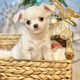 Olaf - Cream and white male Chihuahua puppy in Oviedo, Florida from ROYALCHIHUAHUAPUPPY