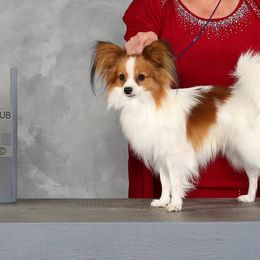 Papillons from Dollar Bar Ranch