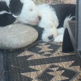 Old English Sheepdog Puppies from O’Leary’s Old English Sheepdogs