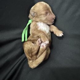 Peter - Red  male Goldendoodle puppy in Huntington, Utah from Krispydoodle