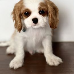 Cavalier King Charles Spaniel and Havanese Puppies from Harlequin Havanese