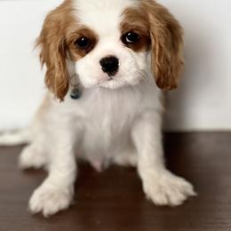 Cavalier King Charles Spaniel and Havanese Puppies from Harlequin Havanese