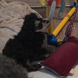 Daizie - Phantom female Poodle puppy in Wittmann, Arizona from Marlees Puppies 1