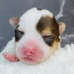 Rowan - Parti male Yorkshire Terrier puppy in Mankato, Minnesota from Tiny and Treasured