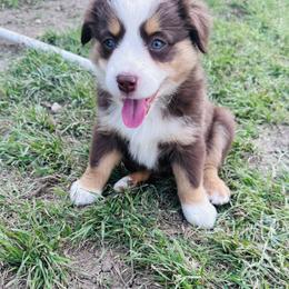 Abilene - Red Miniature Australian Shepherd puppy in San Antonio, Texas from Denali Mini Aussies