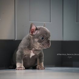 French Bulldog Puppies from Lil Nikki’s Prestige Frenchies