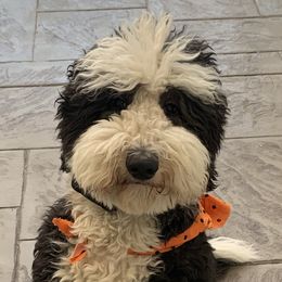 Sheepadoodles from Sheepadoodles in Bakersfield