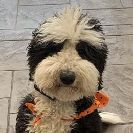 Sheepadoodles from Sheepadoodles in Bakersfield