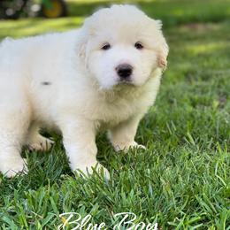 Blue Boy - White male Great Pyrenees puppy in Red Bluff, California from River's Bend Walnut Orchard