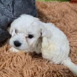 Baxter - White male Bichon Frise puppy in Neosho, Missouri from Cooley's Cuddle Pups