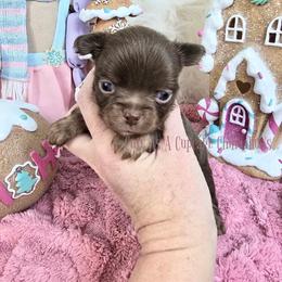 Baklava 4000 - Chocolate brindled fawn male Chihuahua puppy in Piqua, Kansas from Cute As A Cupcake Chihuahuas
